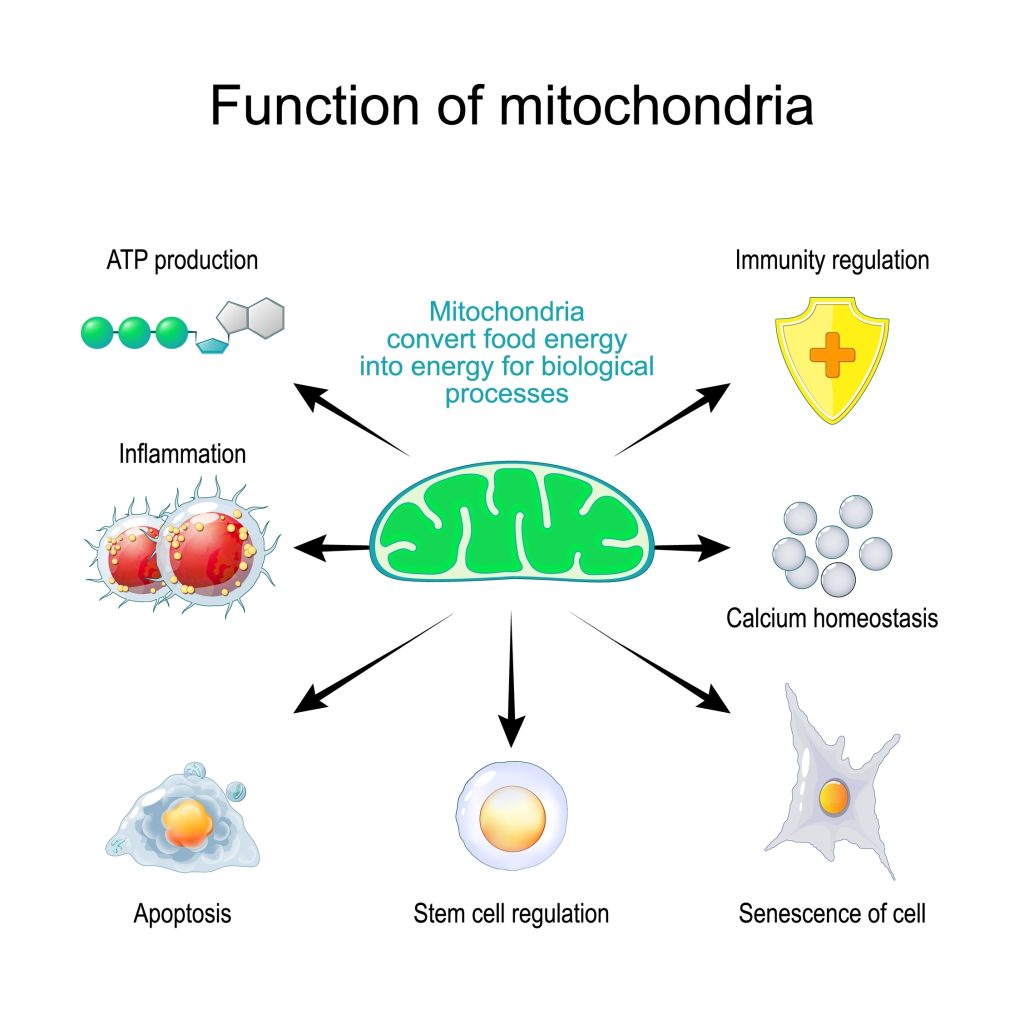 Mitochondria and Metabolic Health