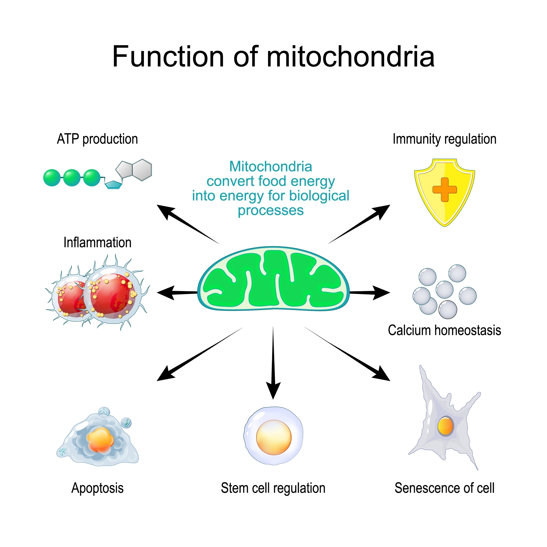 Mitochondria and Metabolic Health
